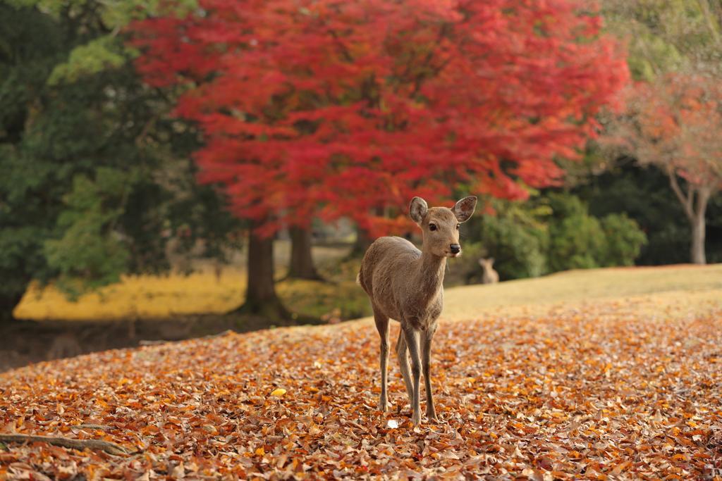 Noborioji Hotel Nara Buitenkant foto