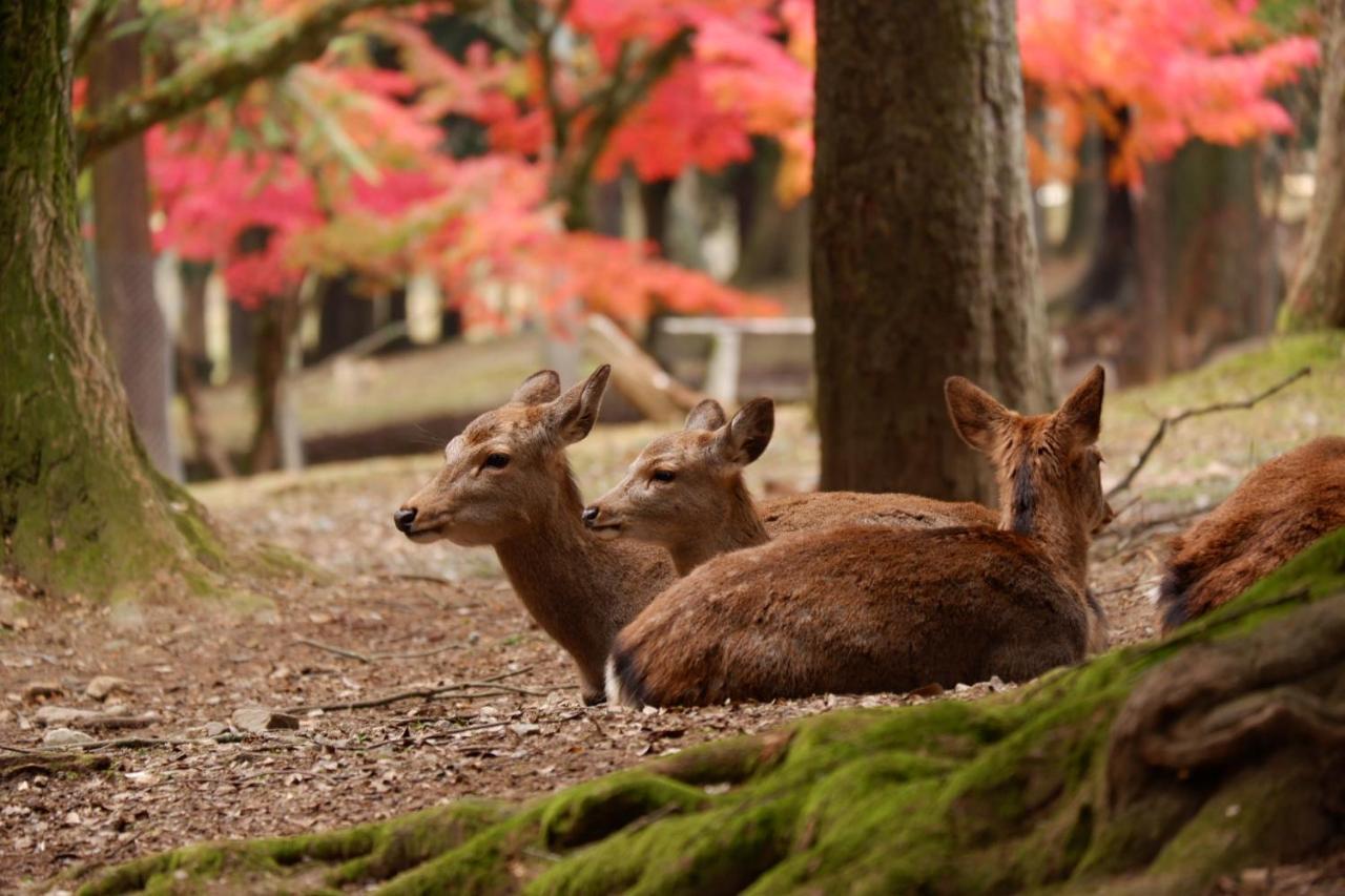 Noborioji Hotel Nara Buitenkant foto